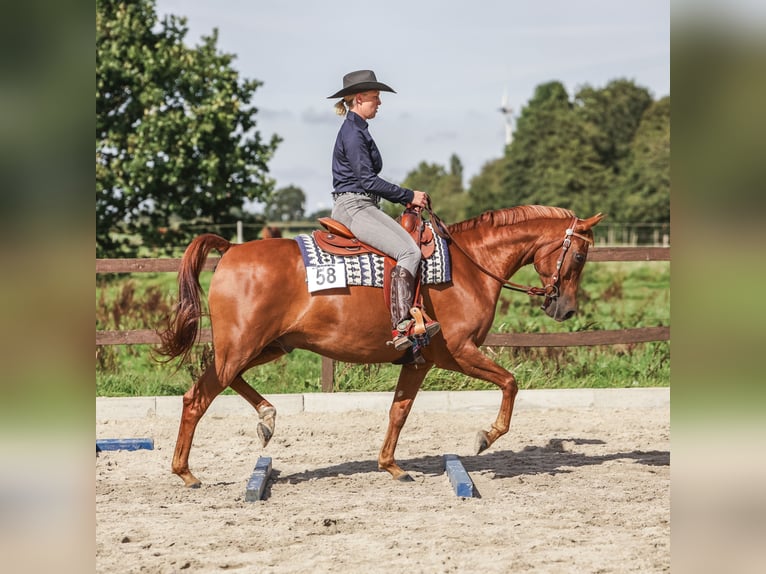 Pura Raza Árabe Caballo castrado 12 años Alazán in Westoverledingen