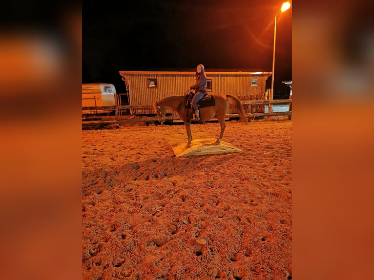 Pura Raza Árabe Caballo castrado 12 años Alazán in Westoverledingen