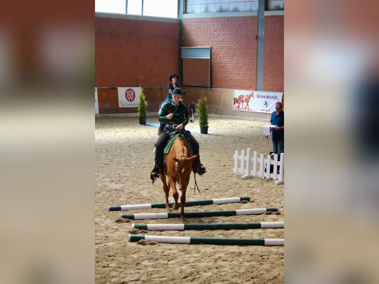Pura Raza Árabe Caballo castrado 12 años Alazán in Westoverledingen
