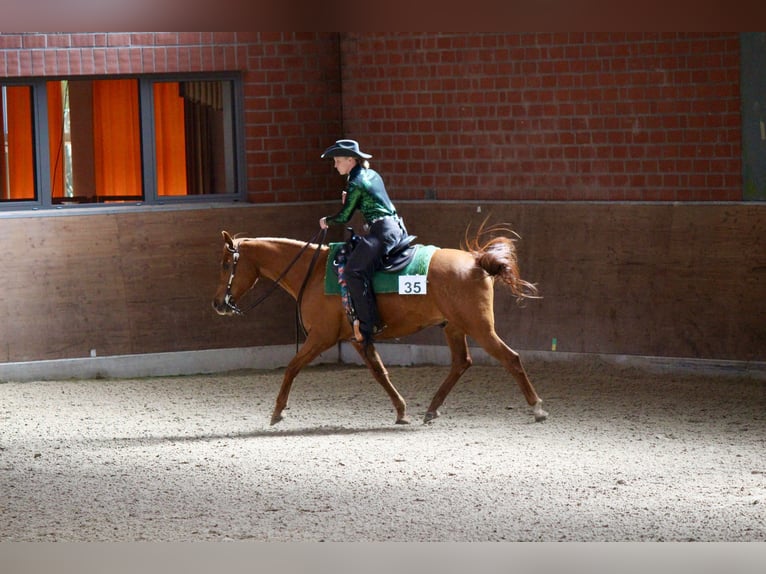 Pura Raza Árabe Caballo castrado 12 años Alazán in Westoverledingen