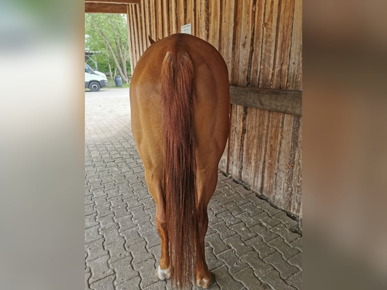 Pura Raza Árabe Caballo castrado 12 años Alazán in Westoverledingen