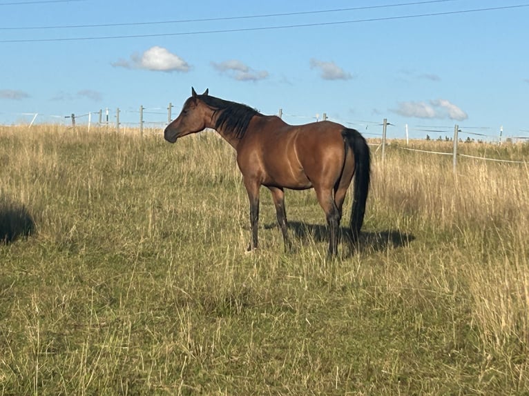Pura Raza Árabe Caballo castrado 13 años 150 cm Castaño in Mammendorf