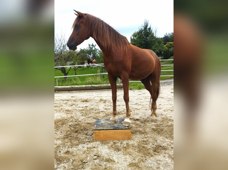 Pura Raza Árabe Caballo castrado 13 años 152 cm Alazán in Salzburg