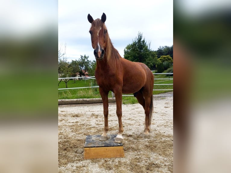 Pura Raza Árabe Caballo castrado 13 años 152 cm Alazán in Salzburg