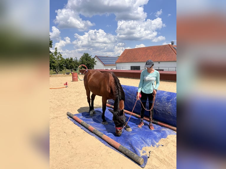 Pura Raza Árabe Caballo castrado 13 años 152 cm Castaño in Saal an der Donau