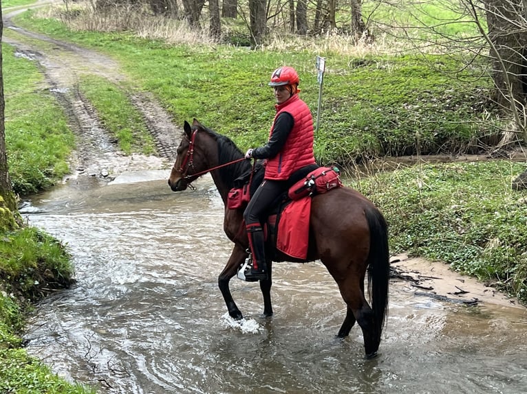 Pura Raza Árabe Caballo castrado 13 años 152 cm Castaño in Saal an der Donau