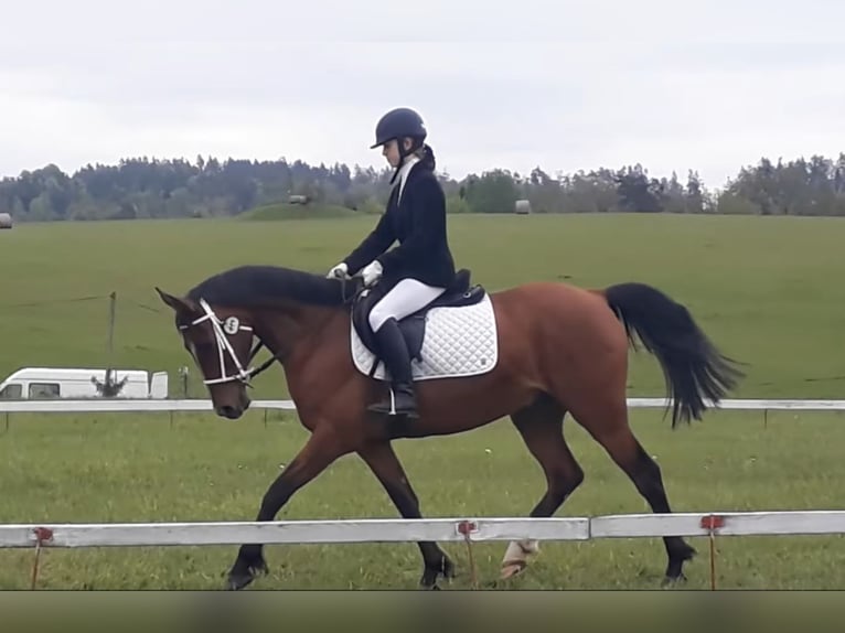 Pura Raza Árabe Caballo castrado 13 años 155 cm Castaño in Tuchoraz