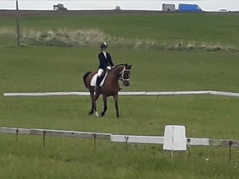 Pura Raza Árabe Caballo castrado 13 años 155 cm Castaño in Tuchoraz