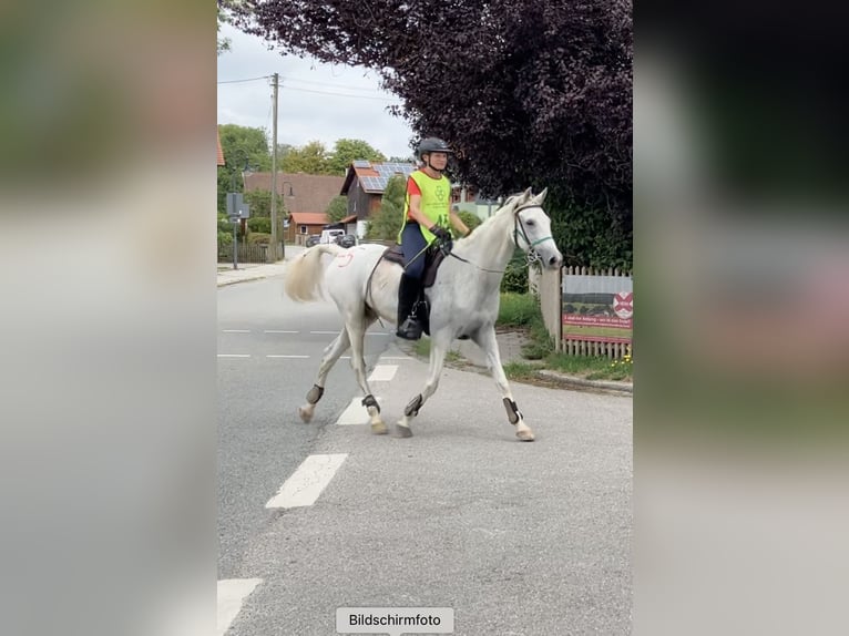 Pura Raza Árabe Caballo castrado 13 años 155 cm Tordo in Dunningen