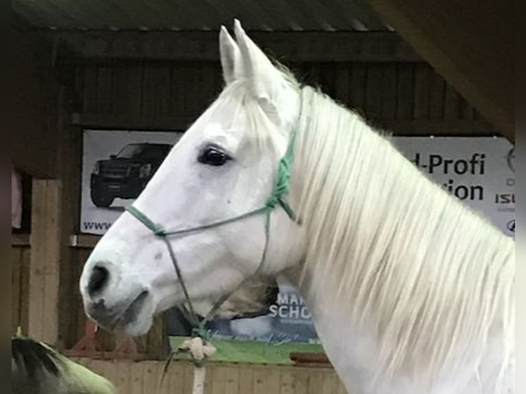 Pura Raza Árabe Caballo castrado 13 años 155 cm Tordo in Dunningen