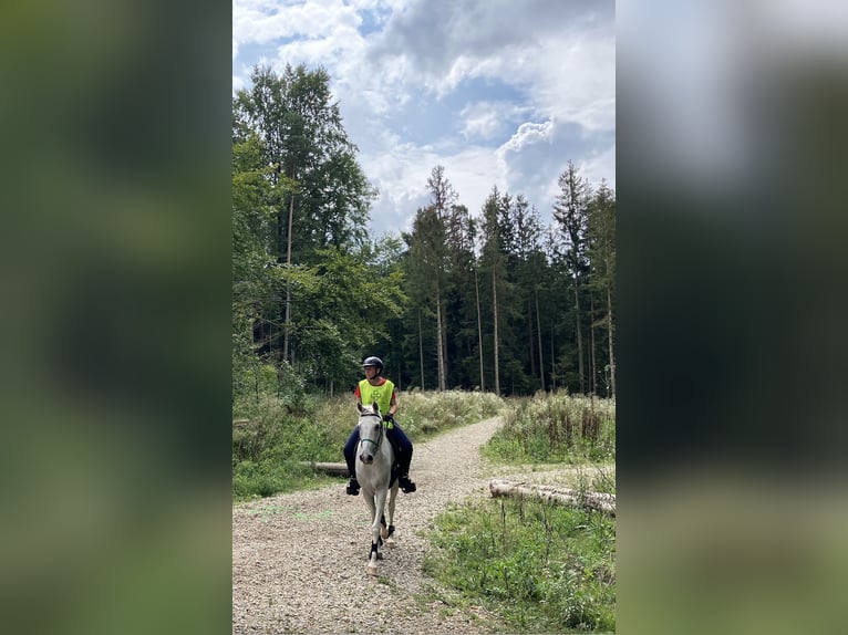 Pura Raza Árabe Caballo castrado 13 años 155 cm Tordo in Dunningen