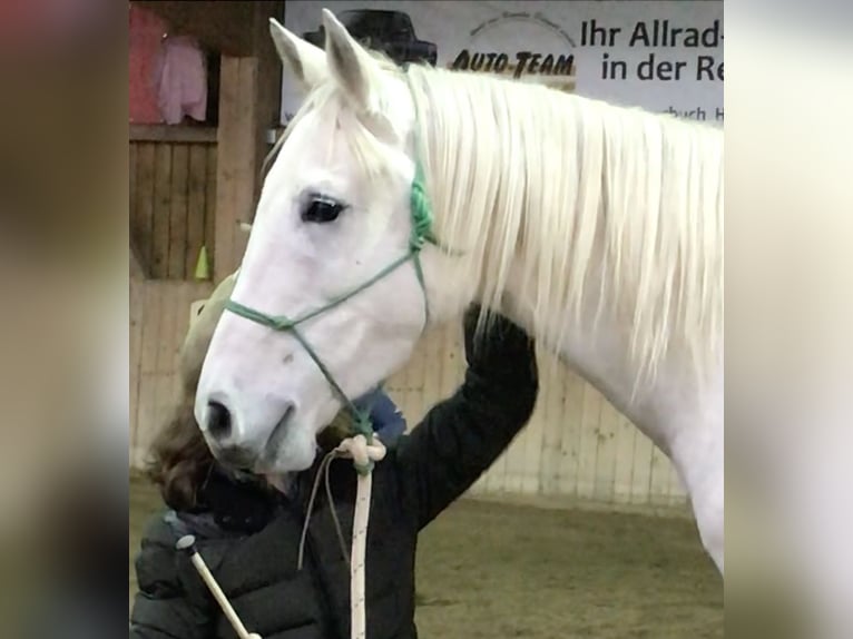 Pura Raza Árabe Caballo castrado 13 años 155 cm Tordo in Dunningen