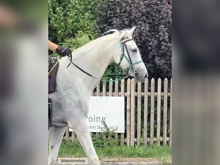 Pura Raza Árabe Caballo castrado 13 años 155 cm Tordo in Dunningen