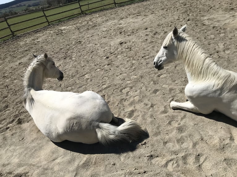 Pura Raza Árabe Caballo castrado 13 años 155 cm Tordo in Dunningen