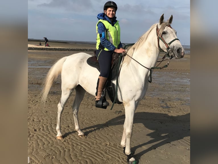 Pura Raza Árabe Caballo castrado 13 años 155 cm Tordo in Dunningen