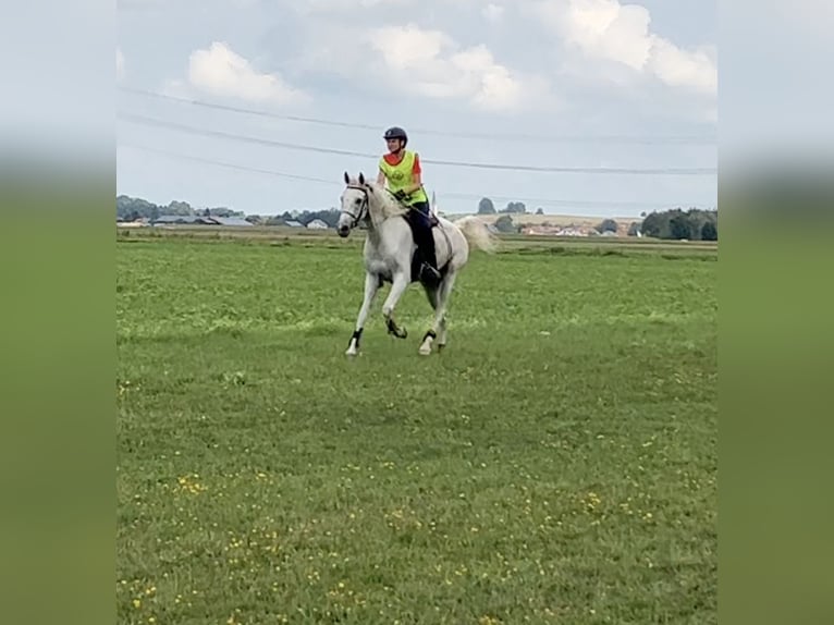 Pura Raza Árabe Caballo castrado 13 años 155 cm Tordo in Dunningen