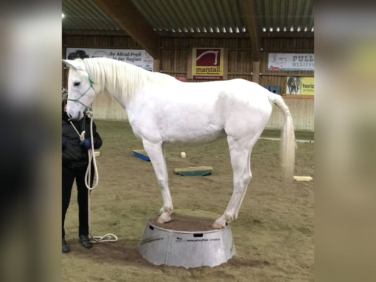 Pura Raza Árabe Caballo castrado 13 años 155 cm Tordo in Dunningen