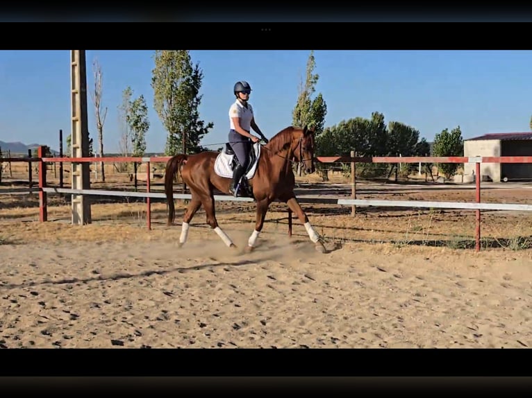 Pura Raza Árabe Caballo castrado 13 años 156 cm Alazán-tostado in Villacastin