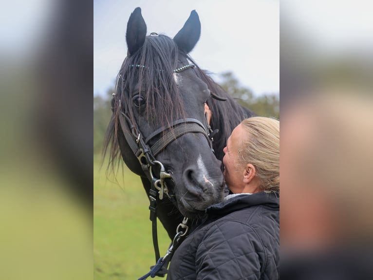 Pura Raza Árabe Caballo castrado 13 años 158 cm Negro in Hobro