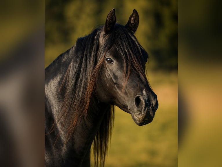 Pura Raza Árabe Caballo castrado 13 años 158 cm Negro in Hobro