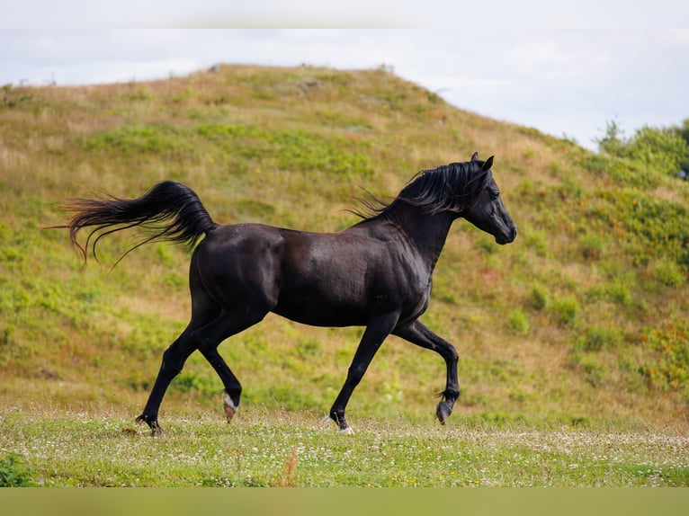 Pura Raza Árabe Caballo castrado 13 años 158 cm Negro in Hobro