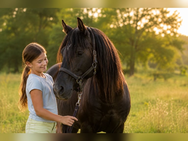 Pura Raza Árabe Caballo castrado 13 años 158 cm Negro in Hobro