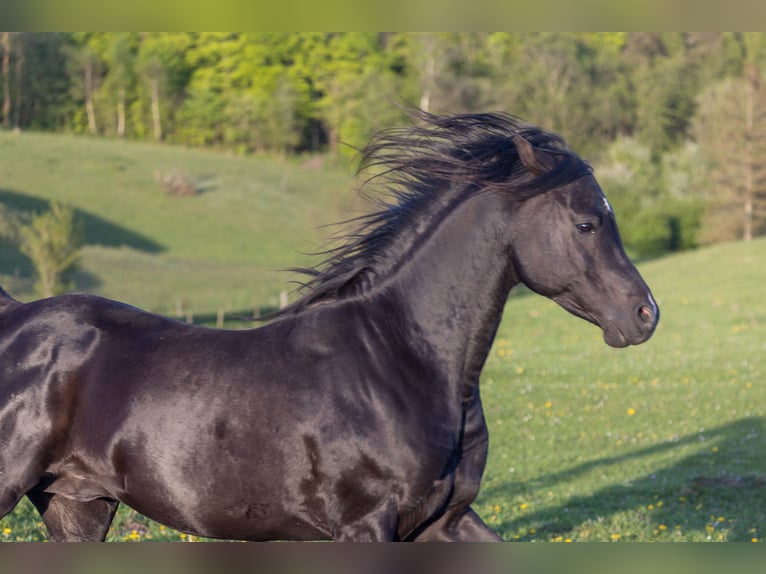 Pura Raza Árabe Caballo castrado 13 años 158 cm Negro in Hobro
