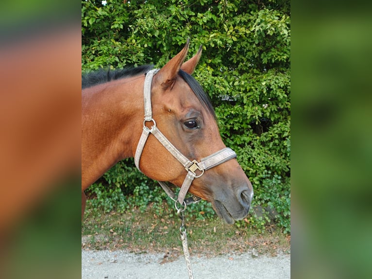 Pura Raza Árabe Caballo castrado 13 años 160 cm Castaño in Mank