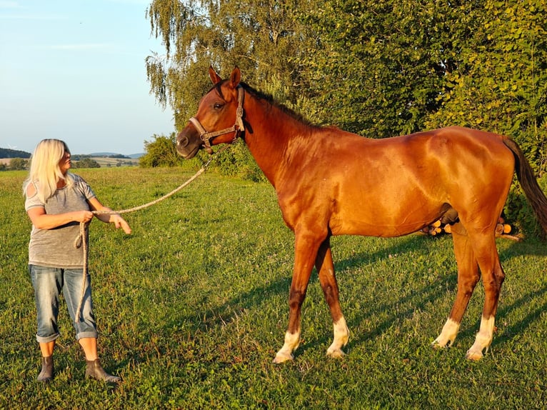 Pura Raza Árabe Caballo castrado 13 años 160 cm Castaño in Mank