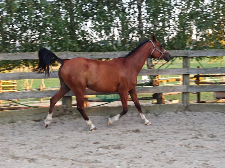 Pura Raza Árabe Caballo castrado 13 años 160 cm Castaño in Mank