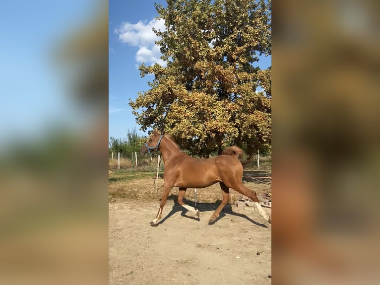 Pura Raza Árabe Caballo castrado 13 años 162 cm Alazán-tostado in Baia Mare