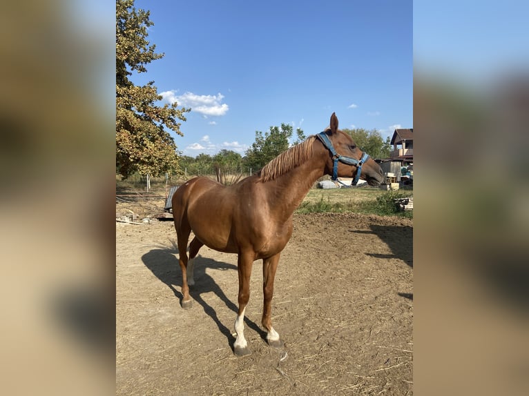 Pura Raza Árabe Caballo castrado 13 años 162 cm Alazán-tostado in Baia Mare