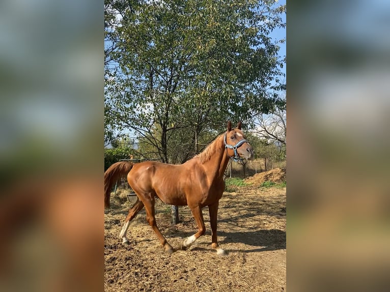 Pura Raza Árabe Caballo castrado 13 años 162 cm Alazán-tostado in Baia Mare