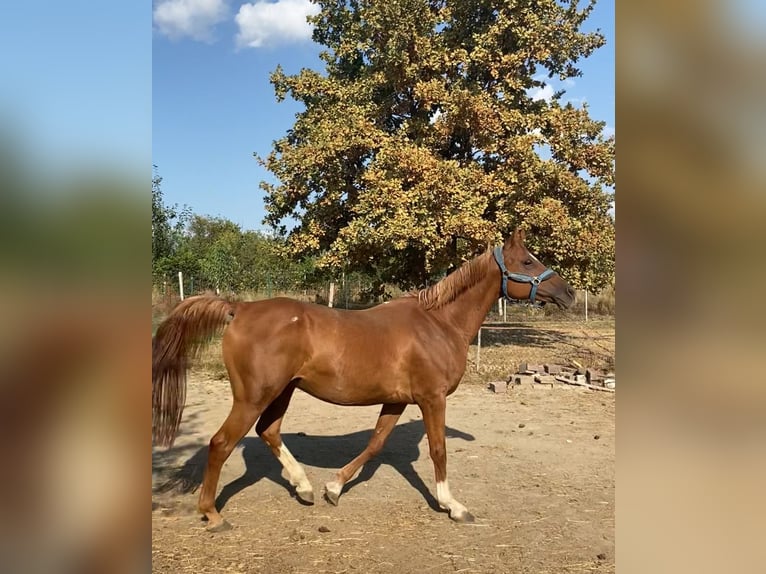 Pura Raza Árabe Caballo castrado 13 años 162 cm Alazán-tostado in Baia Mare