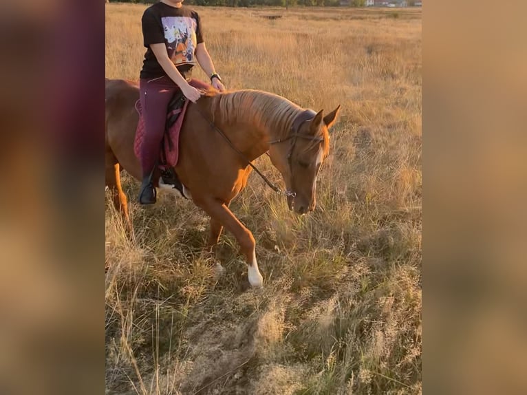 Pura Raza Árabe Caballo castrado 13 años 162 cm Alazán-tostado in Baia Mare