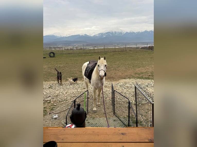 Pura Raza Árabe Caballo castrado 13 años 162 cm Tordo in Bradu