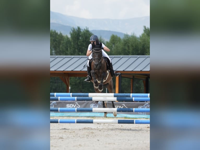Pura Raza Árabe Caballo castrado 14 años 145 cm Negro in Girona