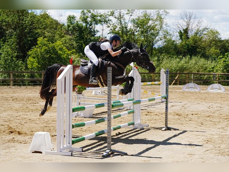 Pura Raza Árabe Caballo castrado 14 años 145 cm Negro in Girona