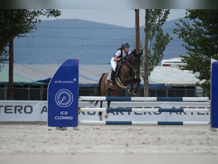 Pura Raza Árabe Caballo castrado 14 años 145 cm Negro in Girona