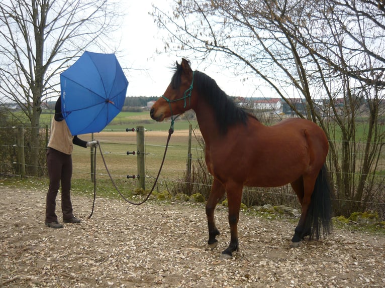 Pura Raza Árabe Caballo castrado 14 años 148 cm Castaño in Ammerthal