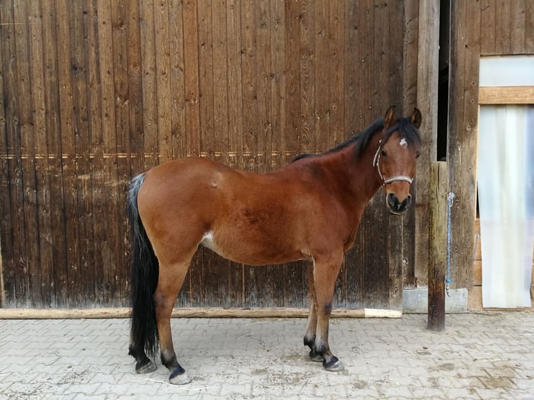 Pura Raza Árabe Caballo castrado 14 años 148 cm Castaño in Ammerthal