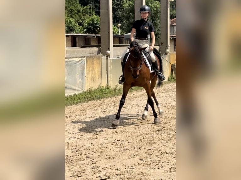 Pura Raza Árabe Caballo castrado 14 años 149 cm Castaño in Castro Urdiales