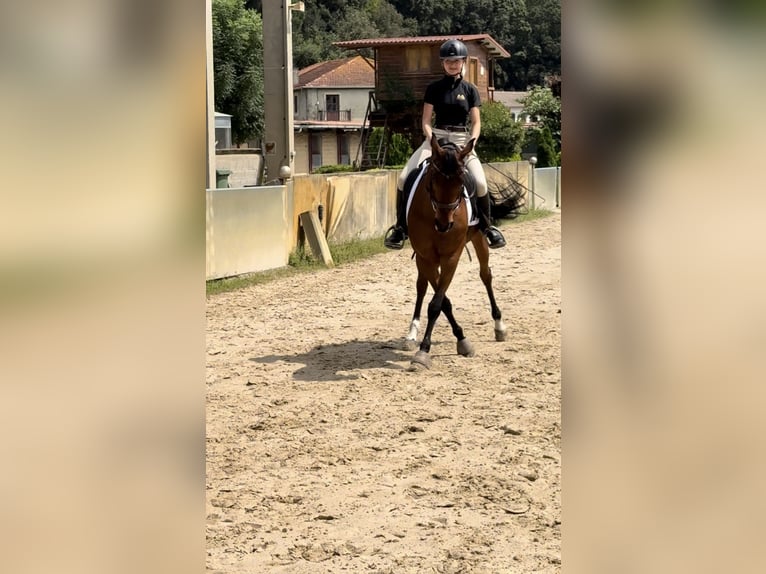 Pura Raza Árabe Caballo castrado 14 años 149 cm Castaño in Castro Urdiales