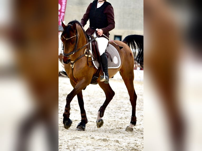 Pura Raza Árabe Caballo castrado 14 años 149 cm Castaño in Castro Urdiales