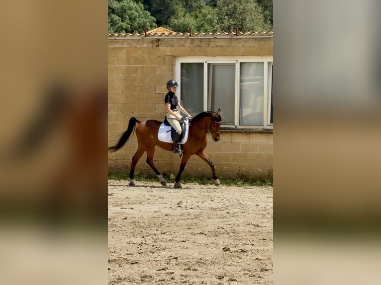 Pura Raza Árabe Caballo castrado 14 años 149 cm Castaño in Castro Urdiales
