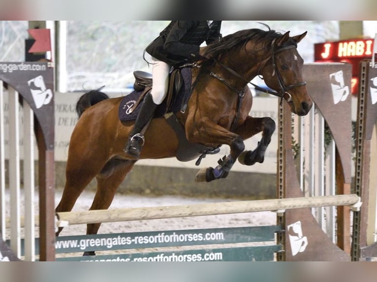 Pura Raza Árabe Caballo castrado 14 años 149 cm Castaño in Castro Urdiales