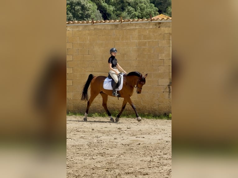 Pura Raza Árabe Caballo castrado 14 años 149 cm Castaño in Castro Urdiales