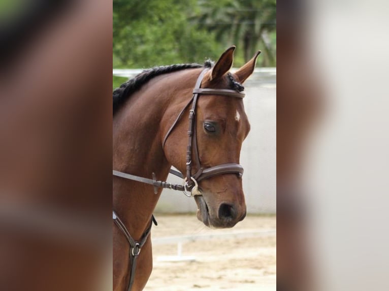 Pura Raza Árabe Caballo castrado 14 años 149 cm Castaño in Castro Urdiales
