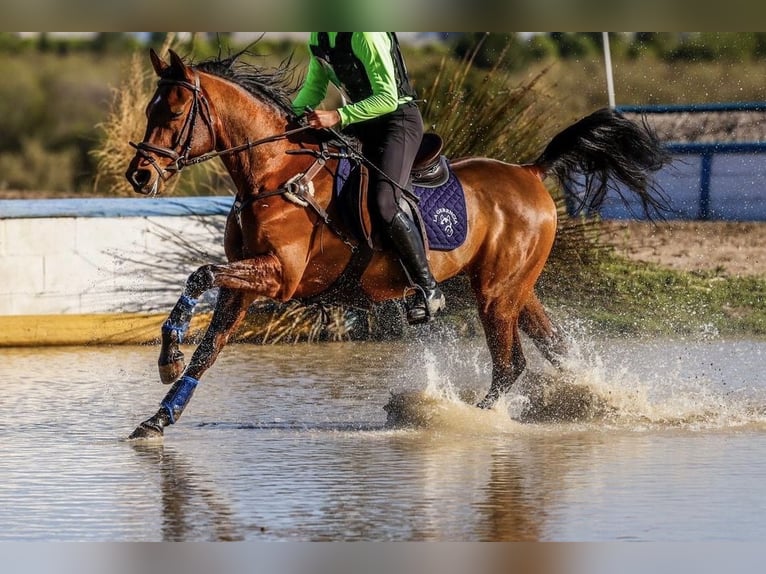 Pura Raza Árabe Caballo castrado 14 años 149 cm Castaño in Castro Urdiales