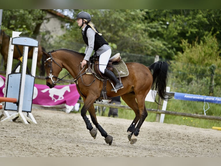 Pura Raza Árabe Caballo castrado 14 años 149 cm Castaño in Castro Urdiales